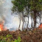 Kebakaran Hutan dan Lahan