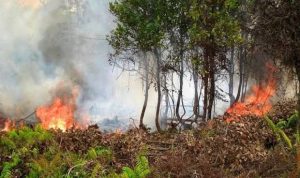 Kebakaran Hutan dan Lahan