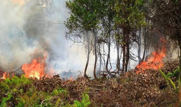 Kebakaran Hutan dan Lahan Kebakaran Hutan dan Lahan